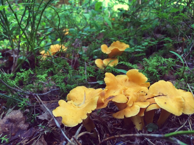 Kanttarelli on helppo tunnistaa kun sen kerran löytää.