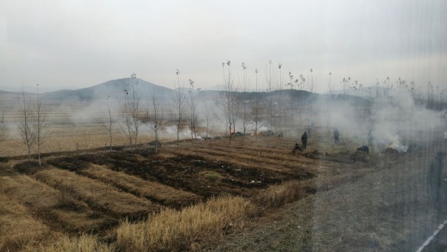 Pellolla kaskeamispuuhissa. Kaskeaminen parantaa maan ravinnepitoisuutta seuraavaa kasvukautta varten.