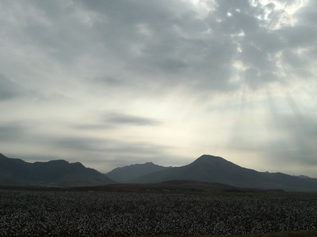 Puuvillaviljelmä Pohjois-Koreassa.