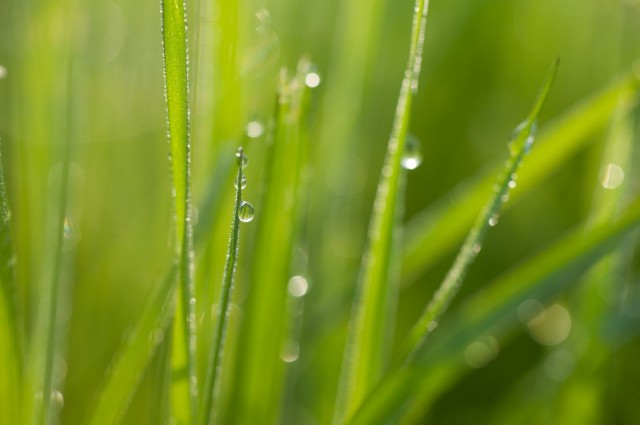 Kuva: podolinska / Fotolia