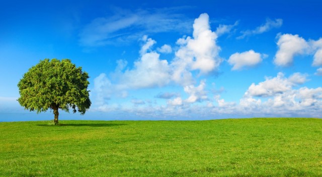 Kuva: Thierry RYO / Fotolia