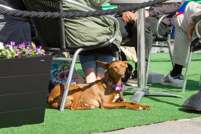 Kapsäkki toivottaa kaikki koirat tervetulleiksi.