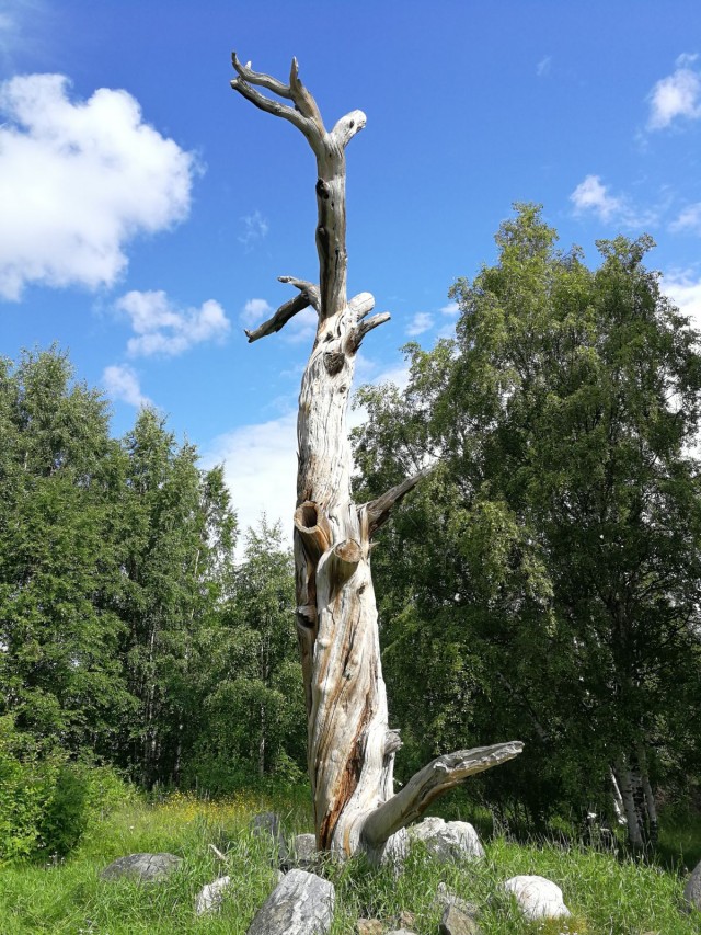 Kalevalassa (nykyisin Venäjän puolella) Lönnrotin mänty. Perimätiedon mukaan Elias Lönnrot merkitsi muistiin runoja karjalaisilta runonlaulajilta 1834.