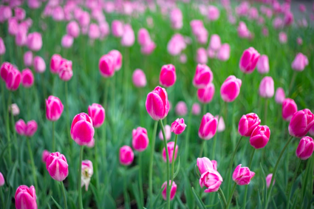 Kuva: Rauf Kerimov / Fotolia