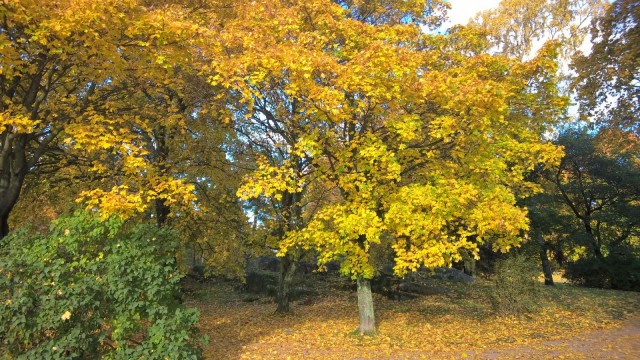 Keltaisessa puistossa virkistyy