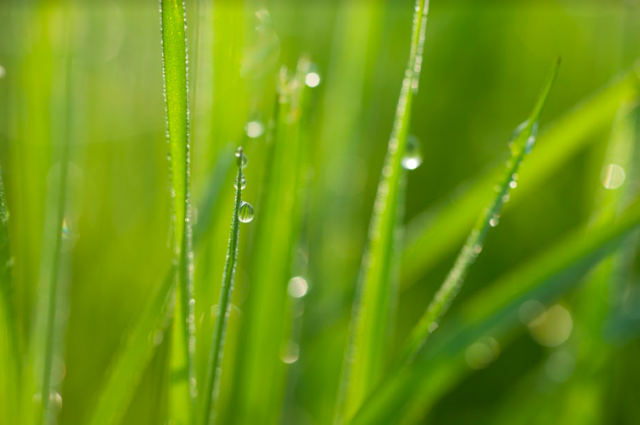 Kuva: podolinska/Fotolia