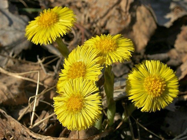 Ihana kevät tulee! Pian on rohtokasvi leskenlehteä tienpientareet täynnä.