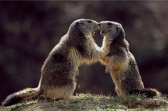 Alpeilla voi bongata vaikka murmeleita.