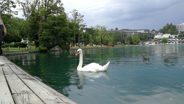 Bledin kaupunki on kompakti ja siellä on paljon turistiystävällisiä ravintoloita. Järvellä voi bongata myös joutsenia.