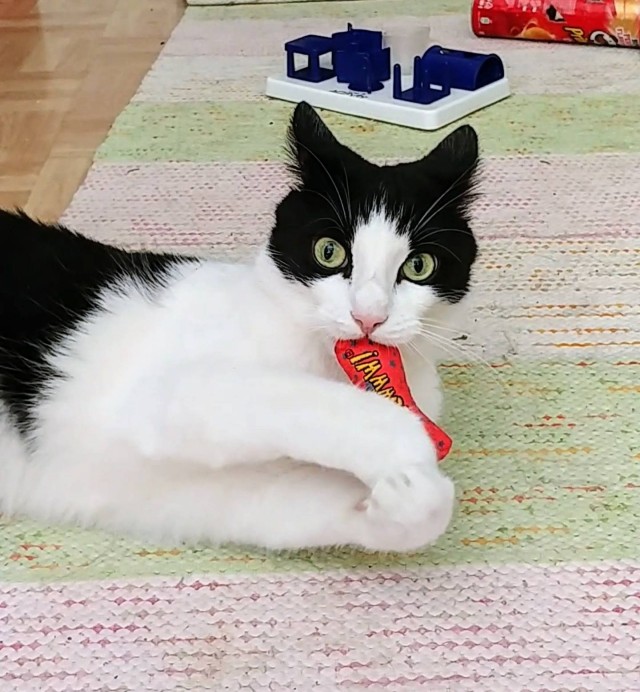 Sardiinissakaan ei ole valittamista.