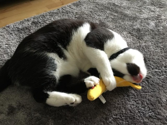 Oi tätä ilon ja onnen päivää!