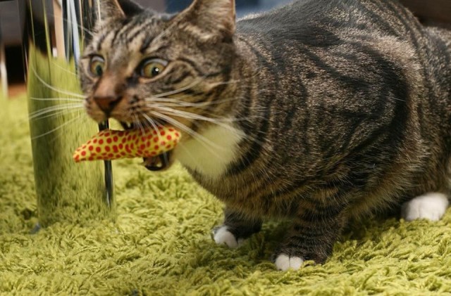 Mauri innostui banaaneista jo ennen kuin siitä tuli buumi.