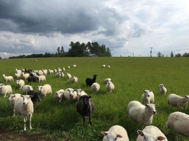 David Alberti ja Anya Sivkova käyvät henkilökohtaisesti maatiloilla varmistamassa, että eläimillä on hyvät oltavat. Kuva lammastilalta Lohilahdelta.