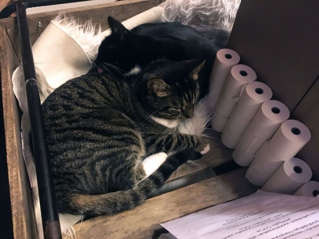 Nestorilla (edessä) ja Tyylilyylillä on pesuhetki meneillään.