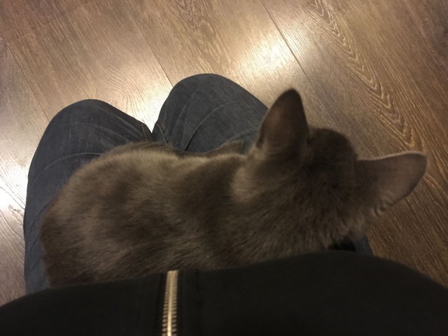 Hellyydenkipeä Namitassu kiipesi syliin, kun olin ottamassa valokuvia.