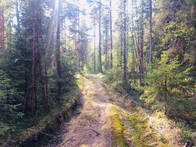 Joskus hiljaisuus sanoittaa syvimmän kaipuuni.