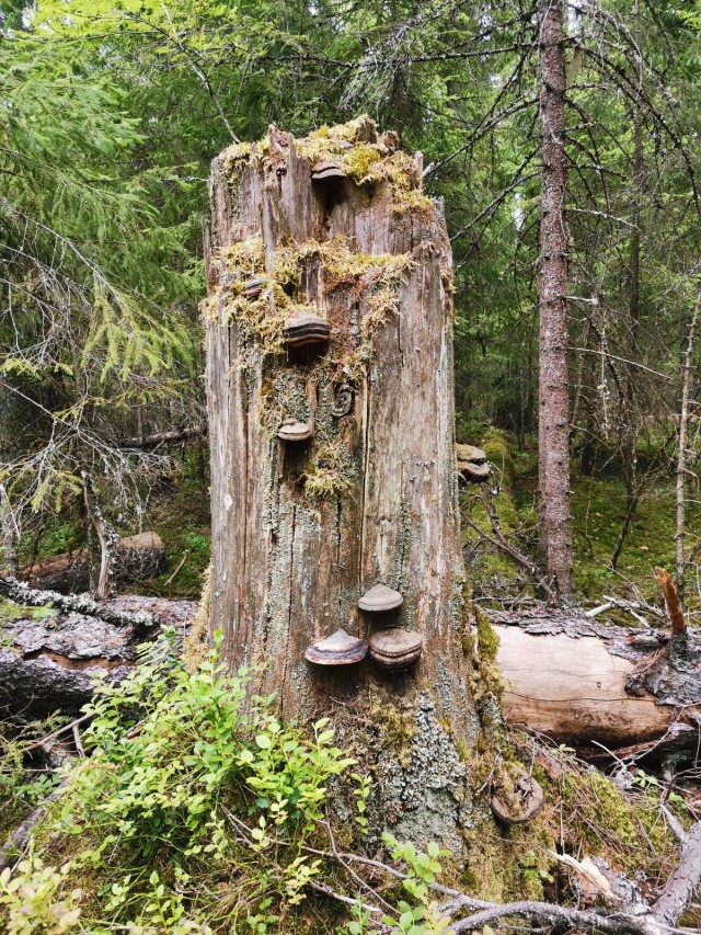 Kanto kuvattuna Honor 20 älypuhelimen kameralla