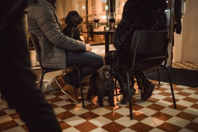 Koirat ovat tervetulleita kahvilaan.