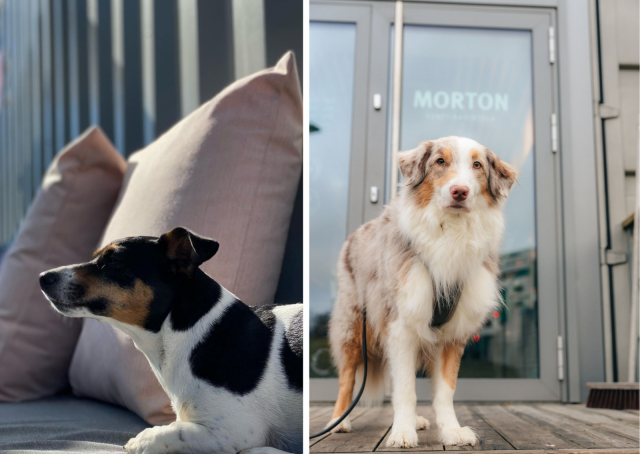 Koirakaverit ovat myös tervetulleita Mortonin terassille.