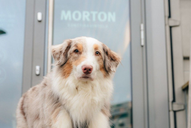Mortonissa on aina tilaa myös koirakavereille.