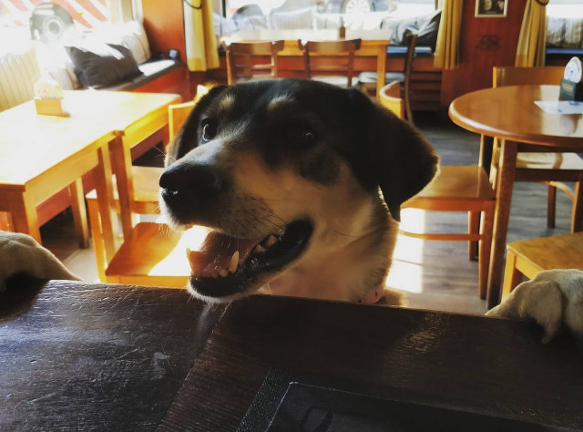 Kalaravintola-ketju suhtautuu koiriin lämmöllä.