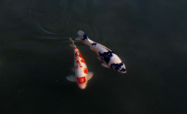 Tuoreus ja autenttisuus ovat Omadin juttuja.