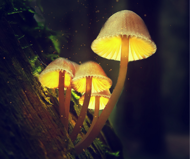 Psilosybiinin uskotaan auttavan lääkitystä ja terapiaa enemmän esim. migreeniin ja pakko-oireiseen häiriöön.