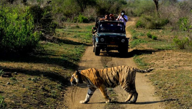 Sariska tiger