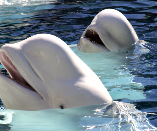 Kuvan maitovalaat eivät liity tapaukseen. Kuvituskuva.