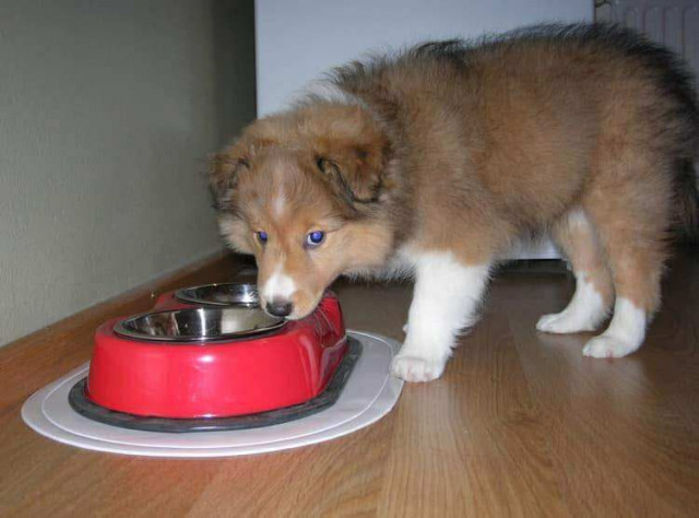 Ilmeisen vauvakarvainen Seppo aikana, kun ruokakupitkin olivat isompia kuin koira itse.