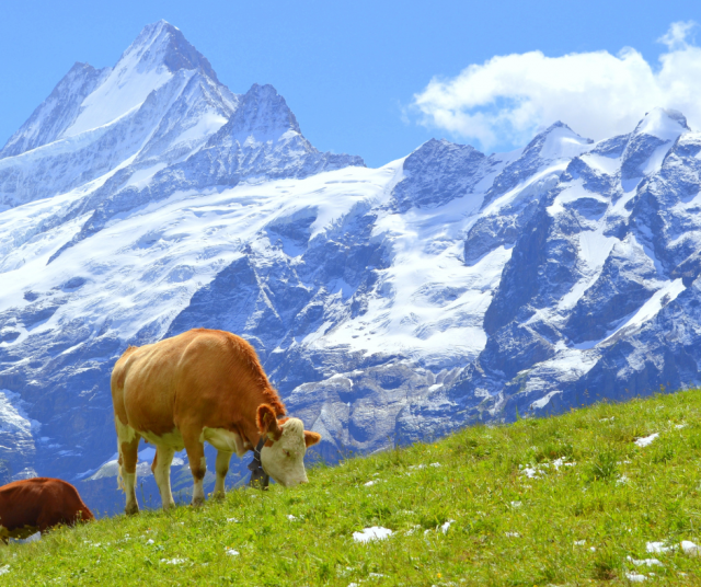 Alpeilla ei saa maan lakien mukaan hillua ilkosillaan. Kuvituskuva.