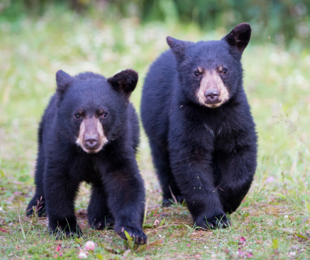 Kuvan karhuduo ei liity tapaukseen. Kuvituskuva.