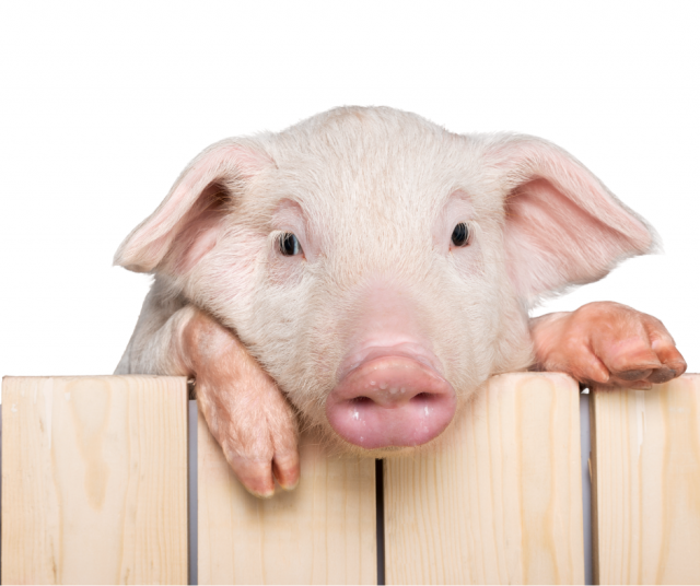 Kuvan possu ei liity tapaukseen.