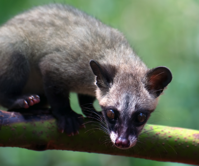Kuvan söpönokka ei liity kahviin ainakaan tiettävästi.
