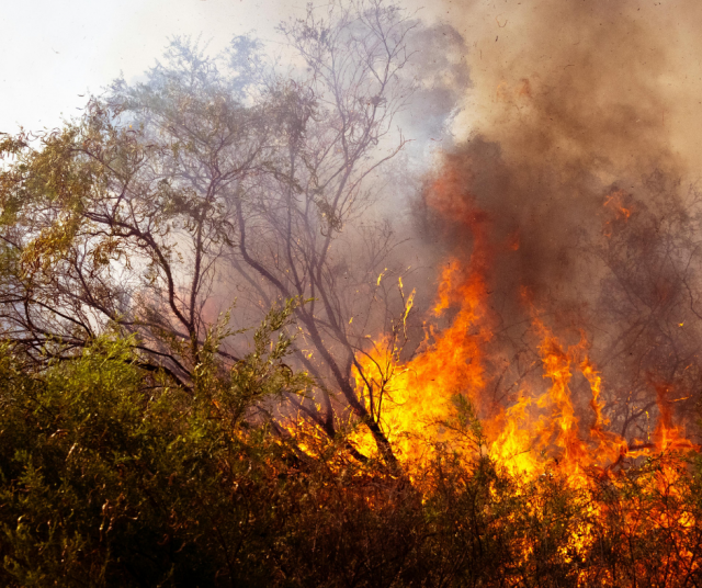 Yksi ilmastonmuutoksen lieveilmiöistä: tuhoisat metsäpalot. Kuvituskuva.