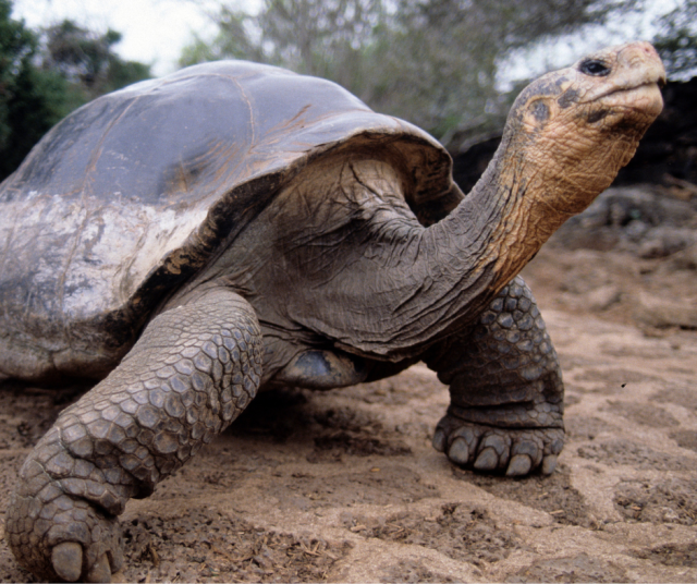 Kuvassa galápagossaarten jättiläiskilpikonna. Kuvituskuva.