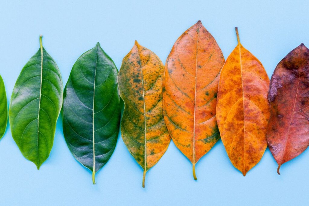 Viisi lehteä sinistä taustaa vasten, ja lehdet muuttuvat väriltään vihreästä oranssiksi.