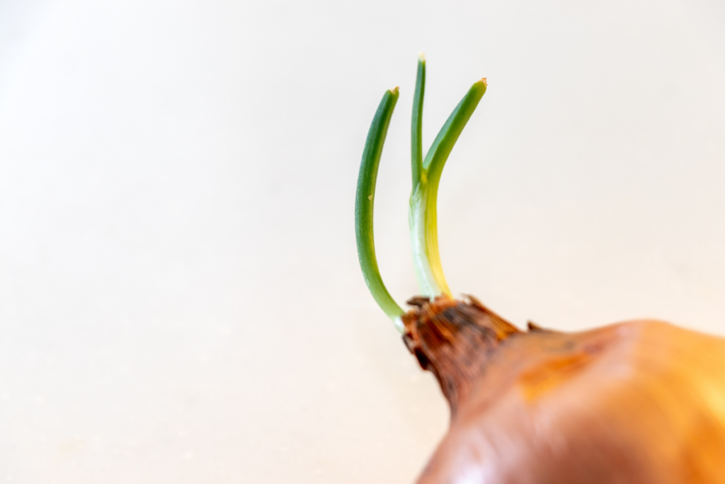 Lähikuva sipulista, josta kasvaa vihreitä versoja vaaleaa taustaa vasten.