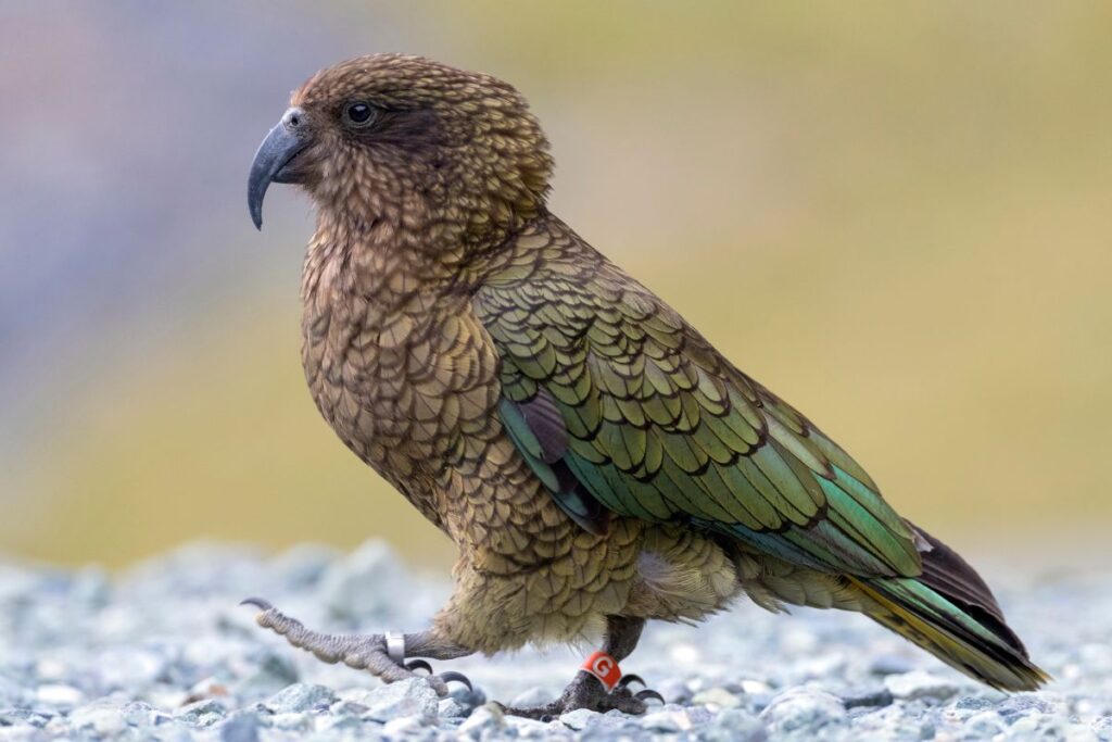 Kea-papukaija seisoo kivikossa ja katsoo sivulle, höyhenpeite hohtaa vihreän ja ruskean sävyissä. Laji tunnetaan uteliaisuudestaan ja leikkisyydestään.