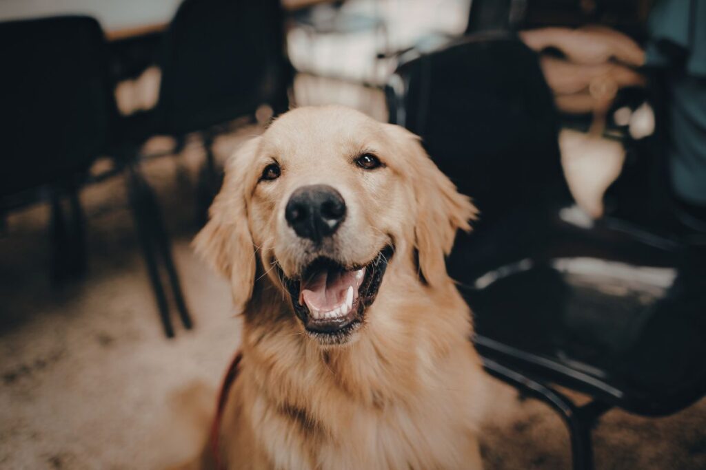 Kultainennoutaja katsoo suoraan kameraan suu auki kuin hymyillen. Ilme on rento ja innostunut, taustalla näkyy sisätila ja tuoleja.