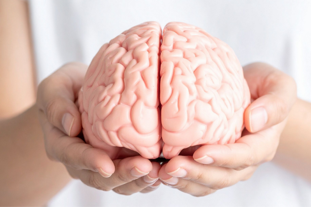 Kädet pitelevät vaaleanpunaista aivomallia valkoista taustaa vasten.