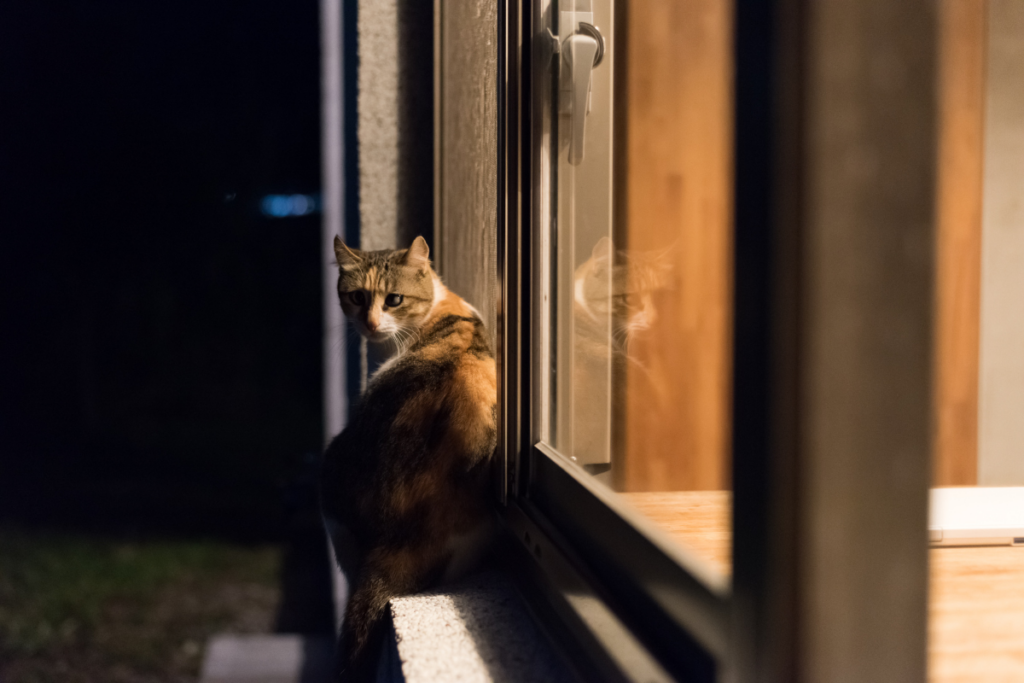 Kissa istuu ilta-aikaan ulkona ikkunalaudalla.