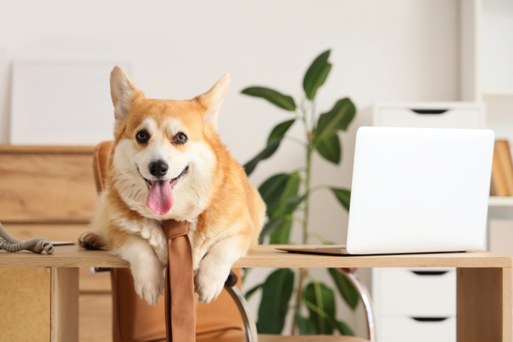 Corgi-koira solmio kaulassa makaa työpöydällä läppärin vieressä ja katsoo kameraan toimistomaisessa tilassa.