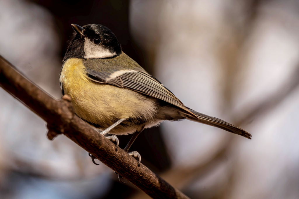 Talitiainen istuu oksalla lähikuvassa.