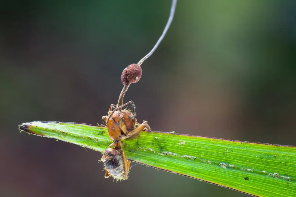 zombisienen (Ophiocordyceps) tartuttama muurahainen, josta sienen itiövarsi kasvaa ulos.